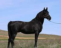 arabian-stallion