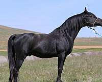 arabian-horse-for-sale