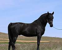 arabian-horse