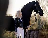 majestic-mars-friesian-horse
