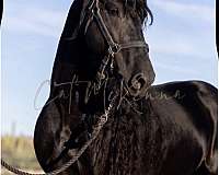 majestic-mars-legacy-friesian-horse