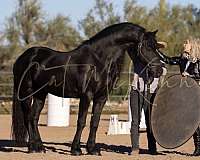 breeding-lease-friesian-horse