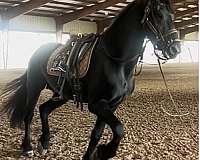 friesian-breeding-horse