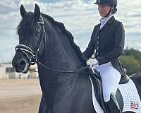 norbert-444-sport-preferent-friesian-horse