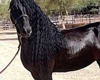 ster-friesian-stallion-horse