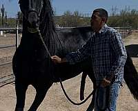 6-year-old-stallion-friesian-horse
