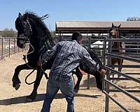 black-friesian-stallion-horse
