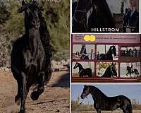 scottsdale-arizona-friesian-horse