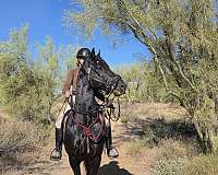 ster-predicate-friesian-horse