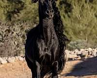 majestic-mars-horse