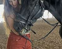 manuel-trigo-trained-friesian-horse