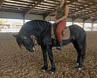 western-english-trained-friesian-horse