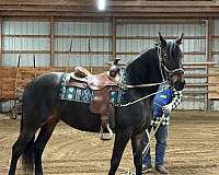 athletic-standardbred-pony