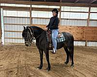 cross-standardbred-pony