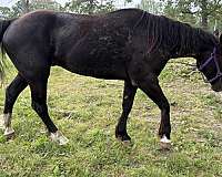 blaze-2-whites-pony