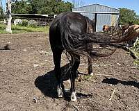 black-blaze-2-whites-pony