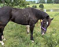 dewormed-quarter-pony