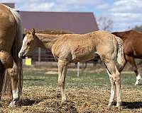 blaze-hind-socks-horse