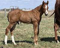 ridden-weste-colt