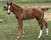 area-colt