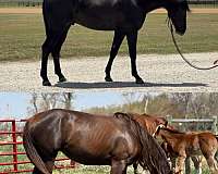 cowboy-mounted-shooting-foal