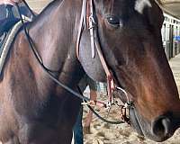 thoroughbred-horse