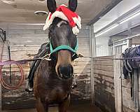thoroughbred-gelding