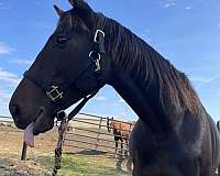 thoroughbred-horse-for-sale