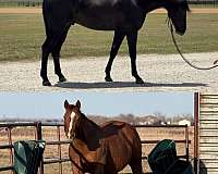 hazing-foal