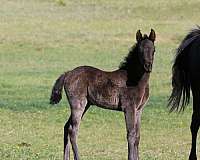 arabian-filly