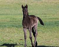 arabian-horse-for-sale