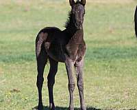 arabian-horse