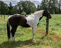 paint-gelding