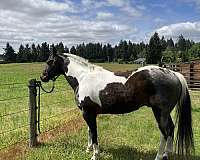 paint-horse-for-sale
