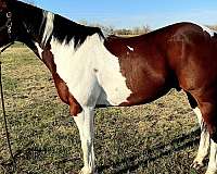 tobiano-horse