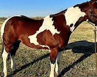 bay-tobiano-horse