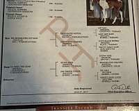all-around-paint-horse