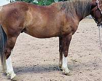 penning-crossbred-pony