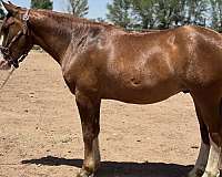 team-penning-crossbred-pony