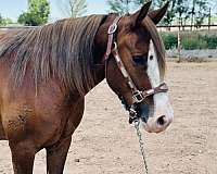 all-around-crossbred-pony