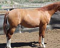 all-around-quarter-horse