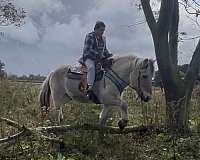 fjord-horse-for-sale