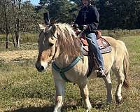 fjord-horse