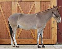 dun-foundation-trail-horse