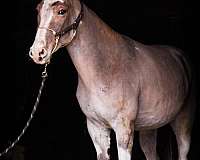 dun-mule-paint-horses-for-sale