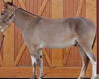 foundation-trail-mule-paint-horse