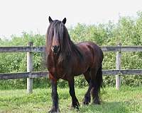 action-dales-pony
