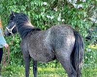 dales-filly-pony