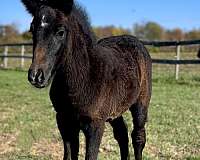 dales-usa-pony