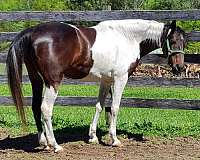 paint-horse